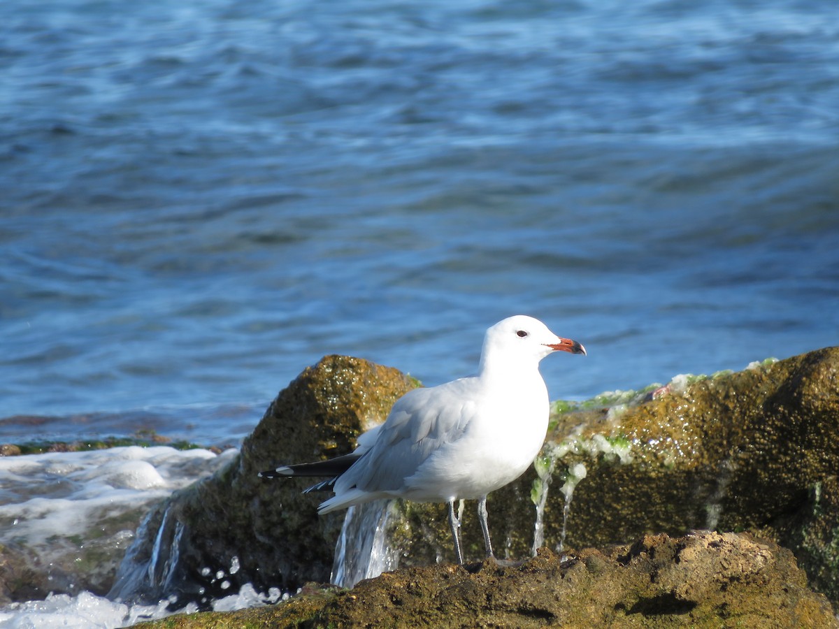 Audouin's Gull - ML507431331