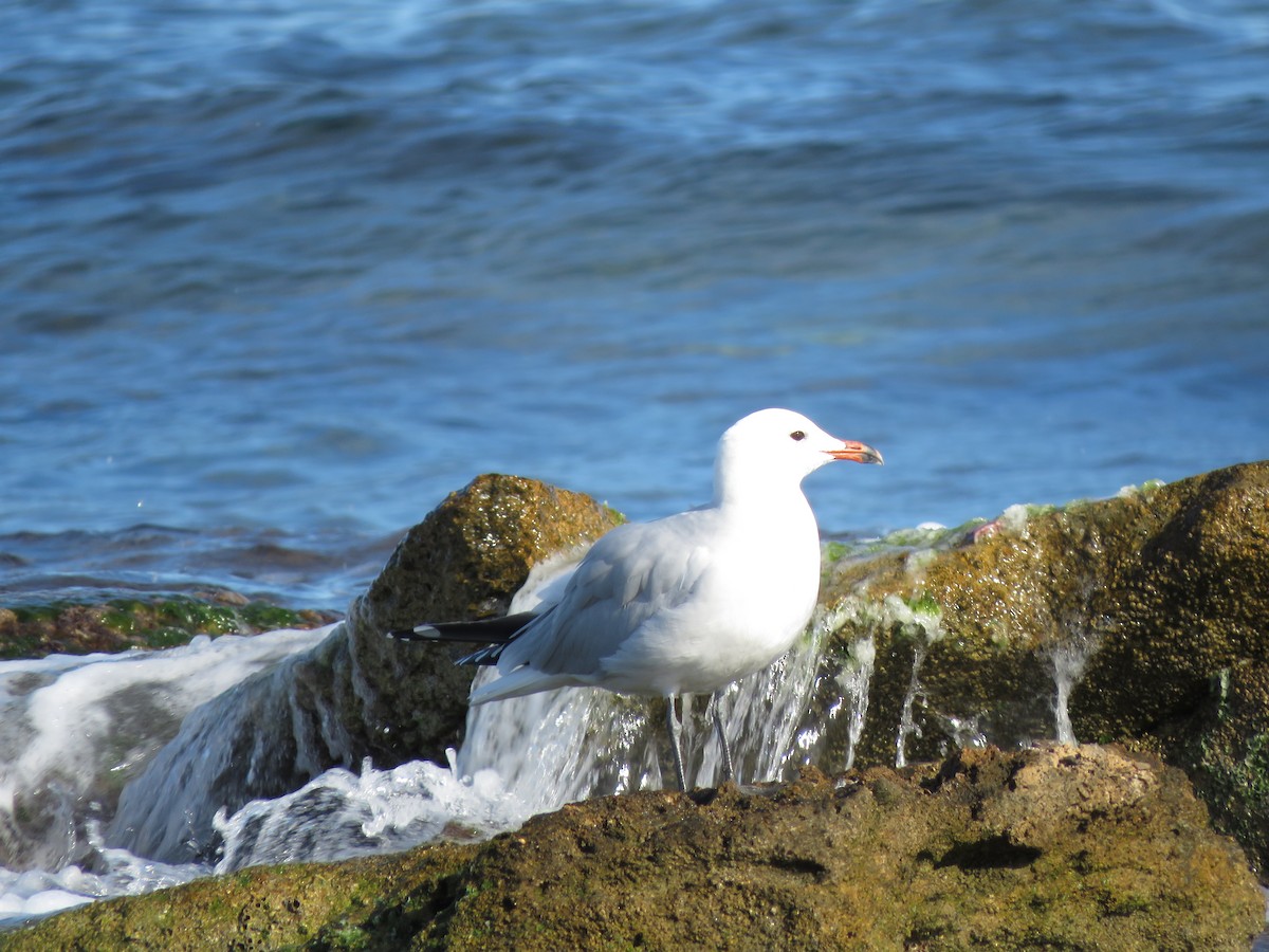 Audouin's Gull - ML507431341