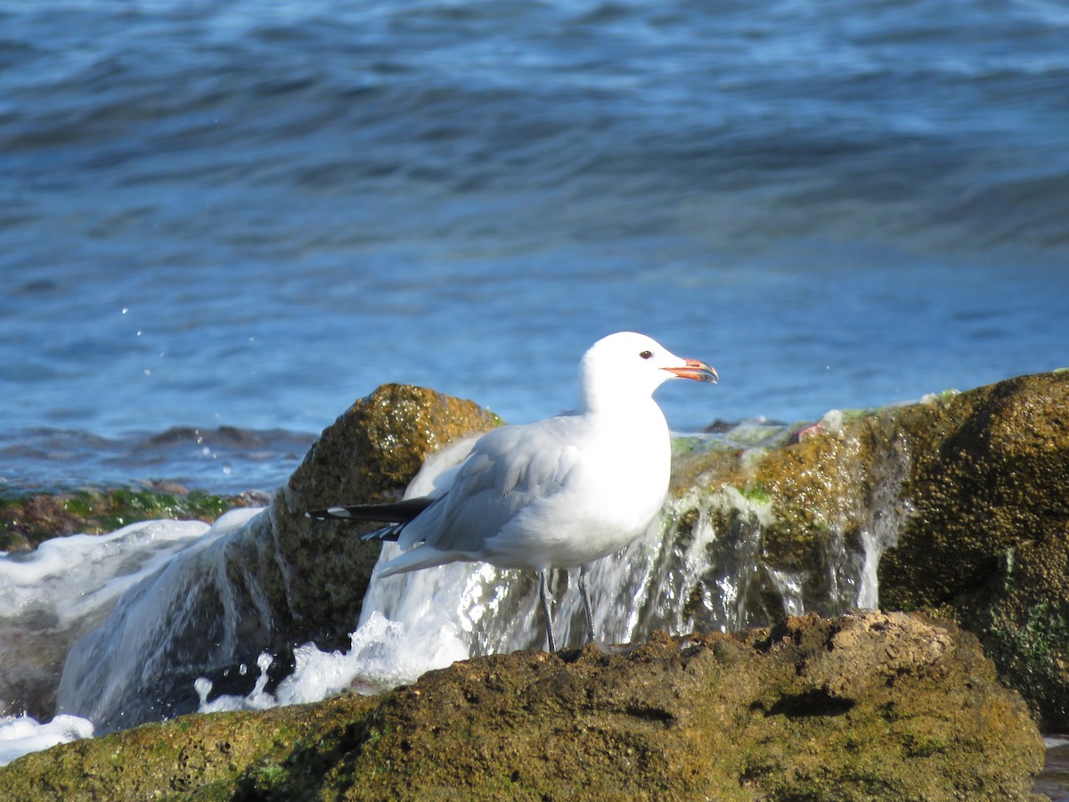 Audouin's Gull - ML507431351