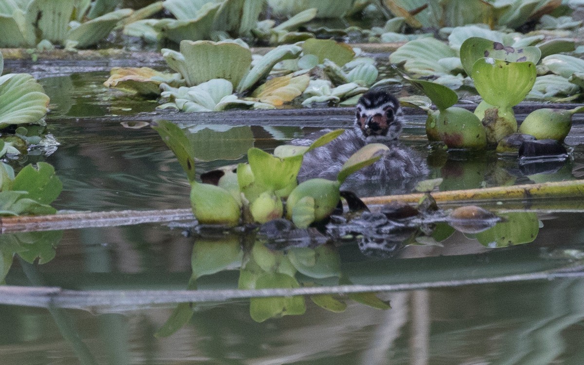 Pied-billed Grebe - ML507431971