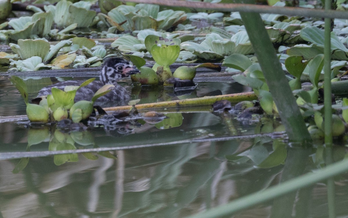 Pied-billed Grebe - ML507431981