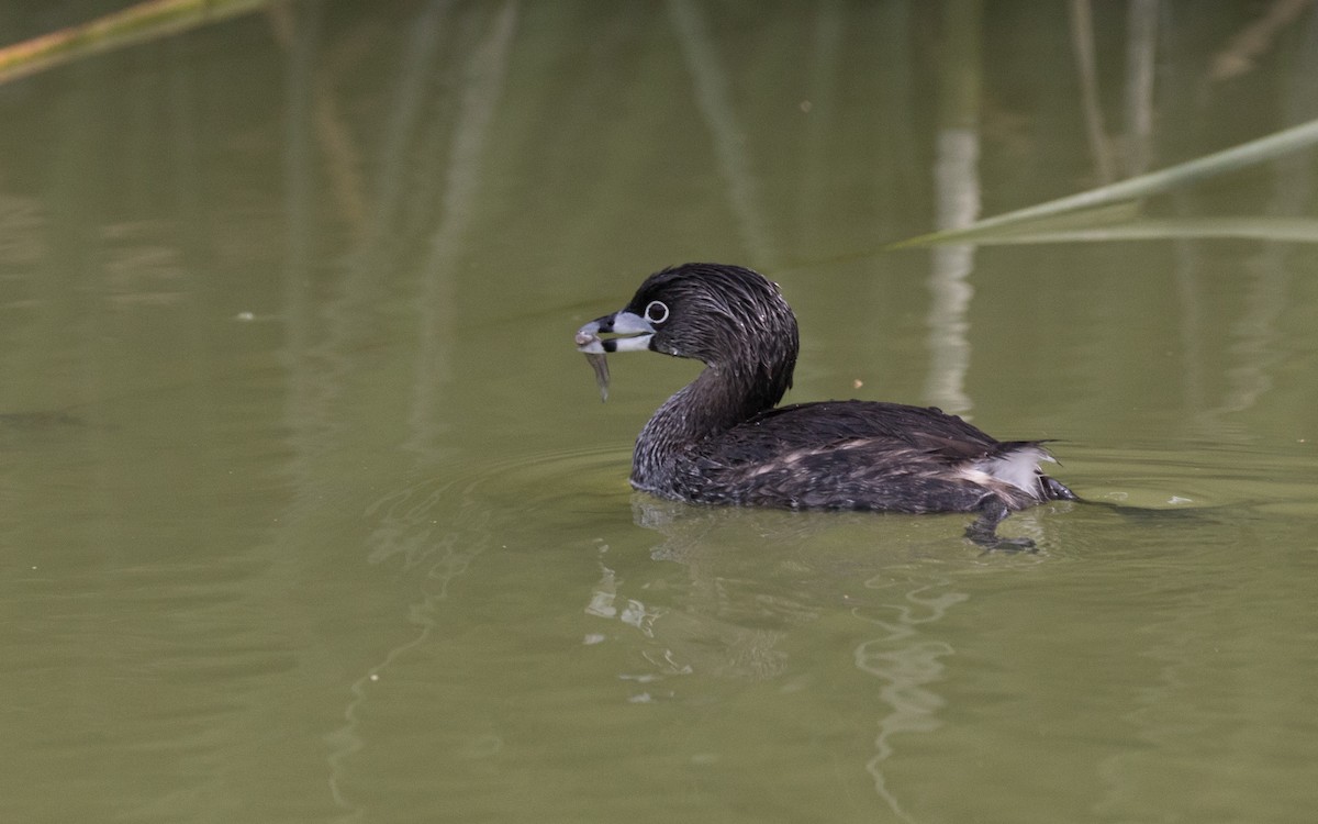 Pied-billed Grebe - ML507431991