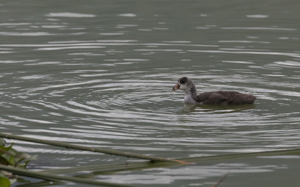 Pied-billed Grebe - ML507432001