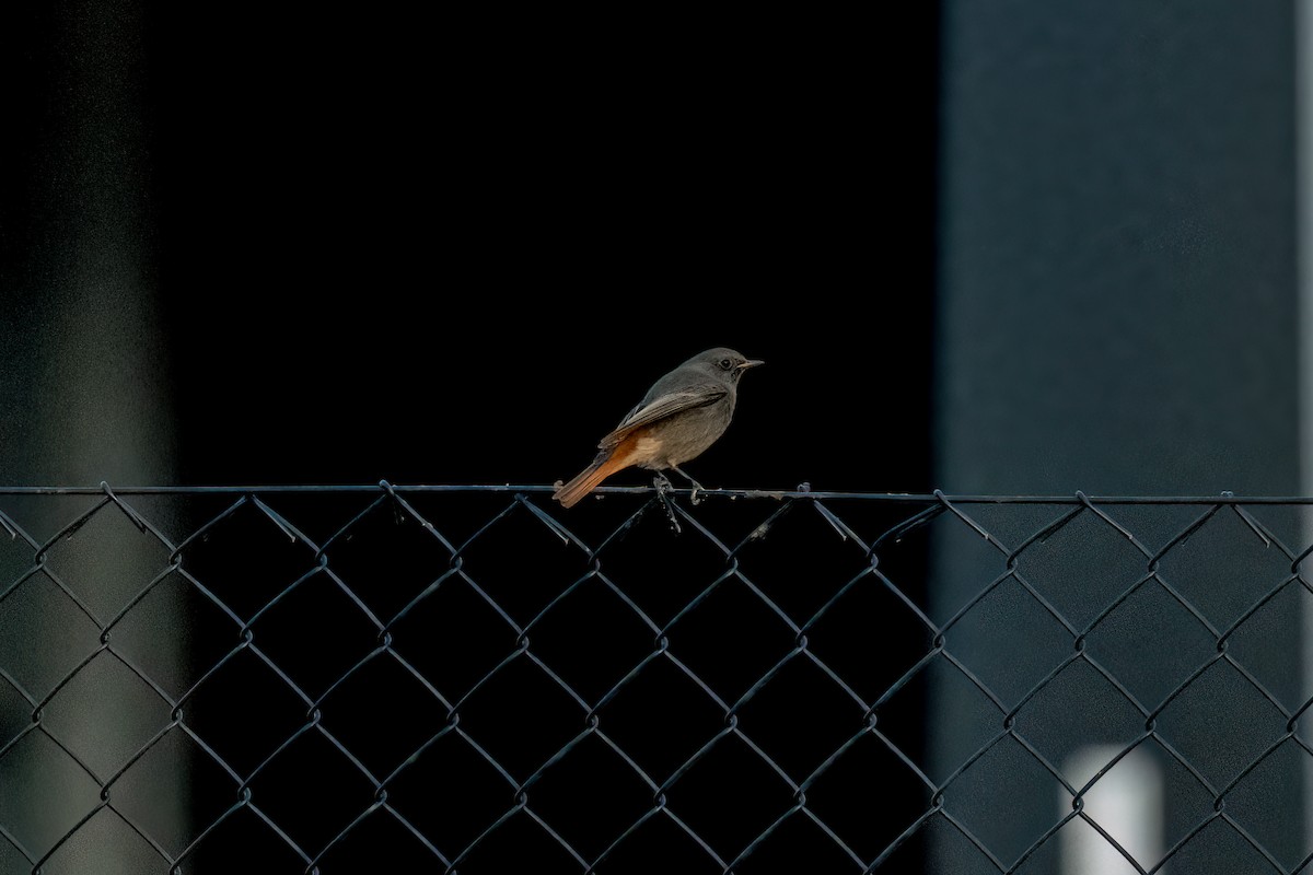 rehek domácí - ML507432111