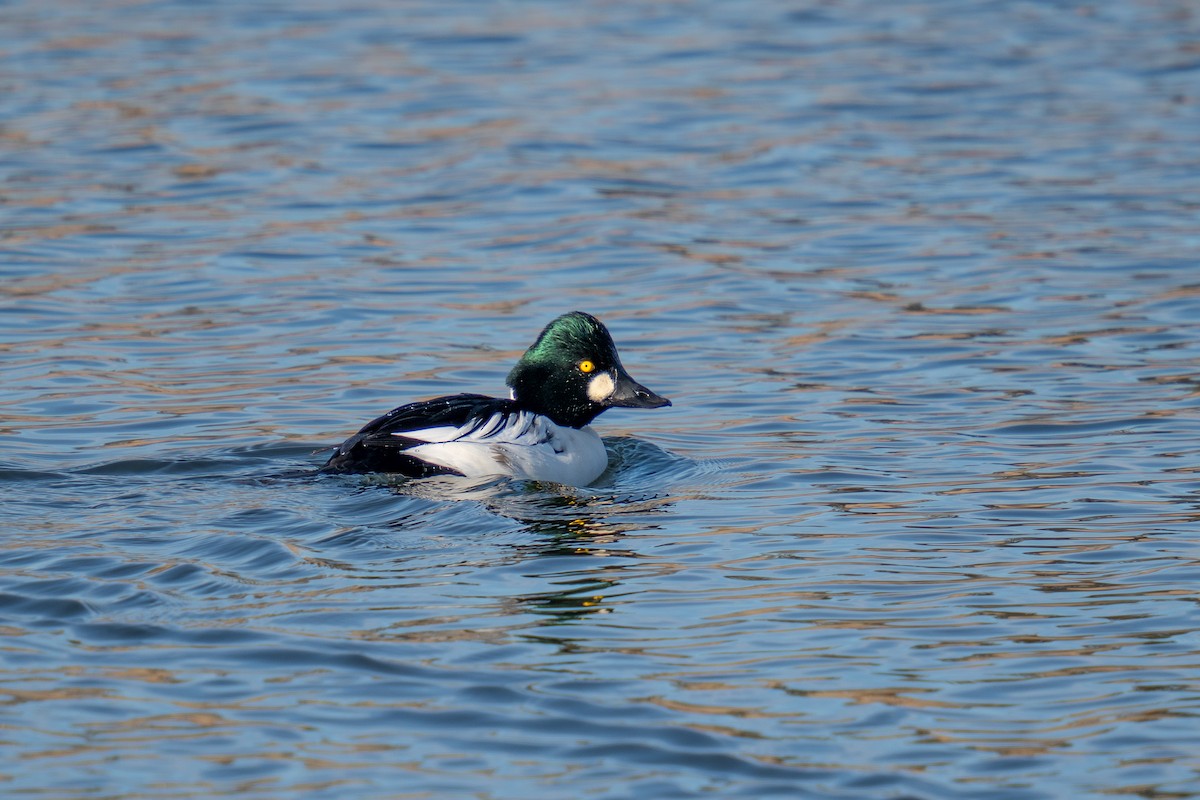 Common Goldeneye - ML507432381