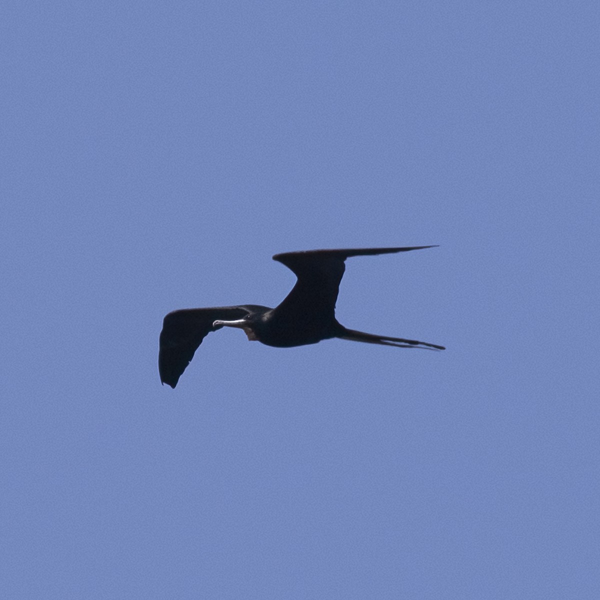 Magnificent Frigatebird - Dan Vickers