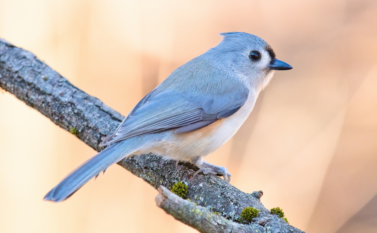 Tufted Titmouse - Greg Darone