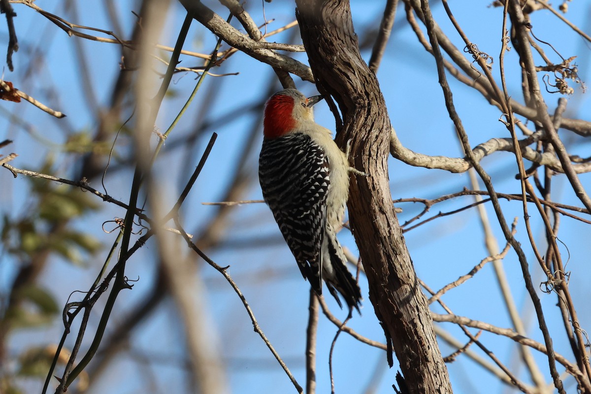 Red-bellied Woodpecker - ML507433191