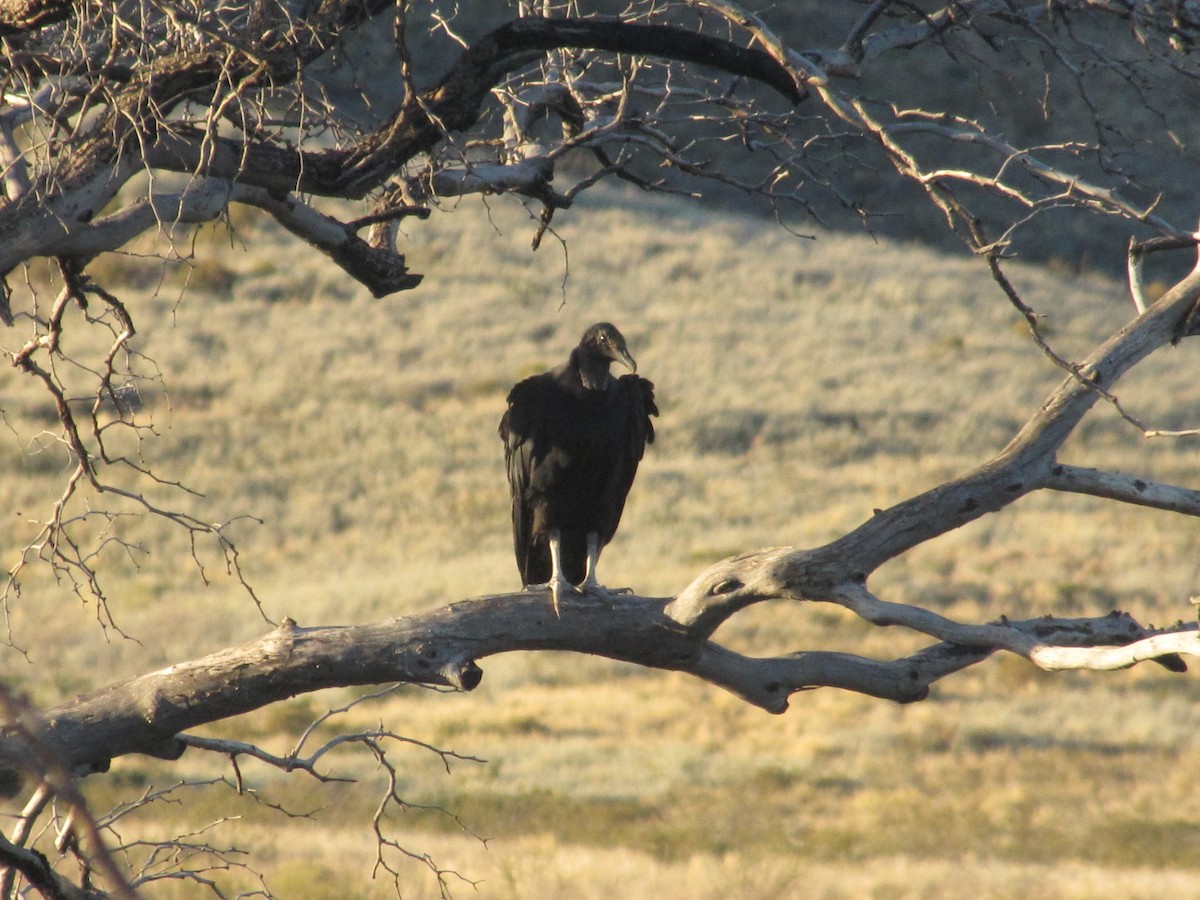 Black Vulture - ML507433371