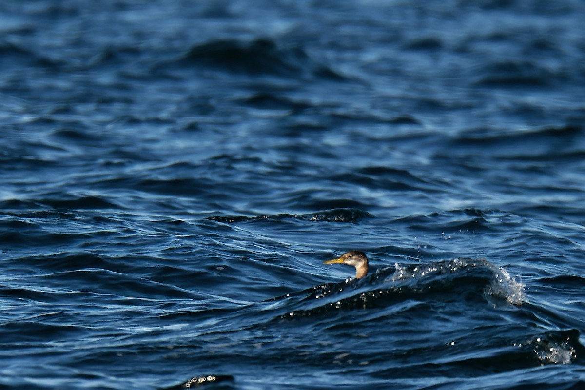 Red-necked Grebe - ML507434171