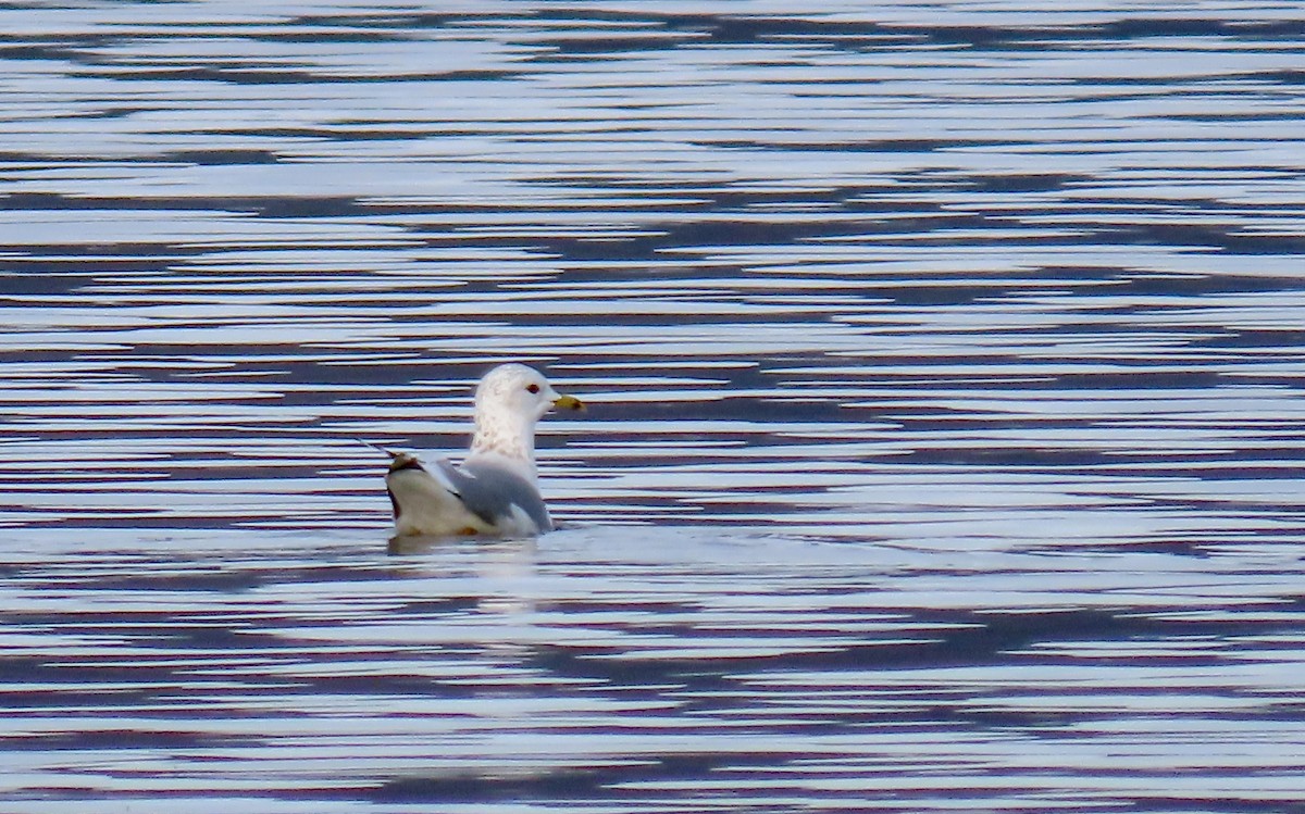 Common Gull - ML507434481