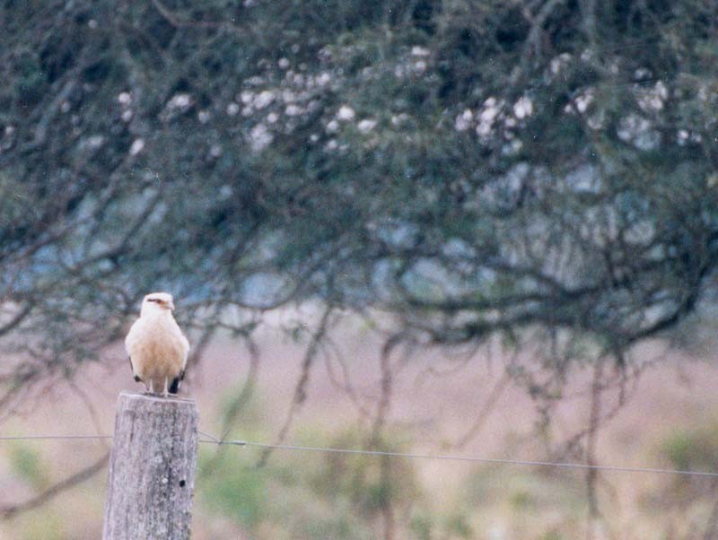 Yellow-headed Caracara - Federico Schulz