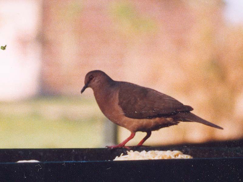 White-tipped Dove - ML507437451