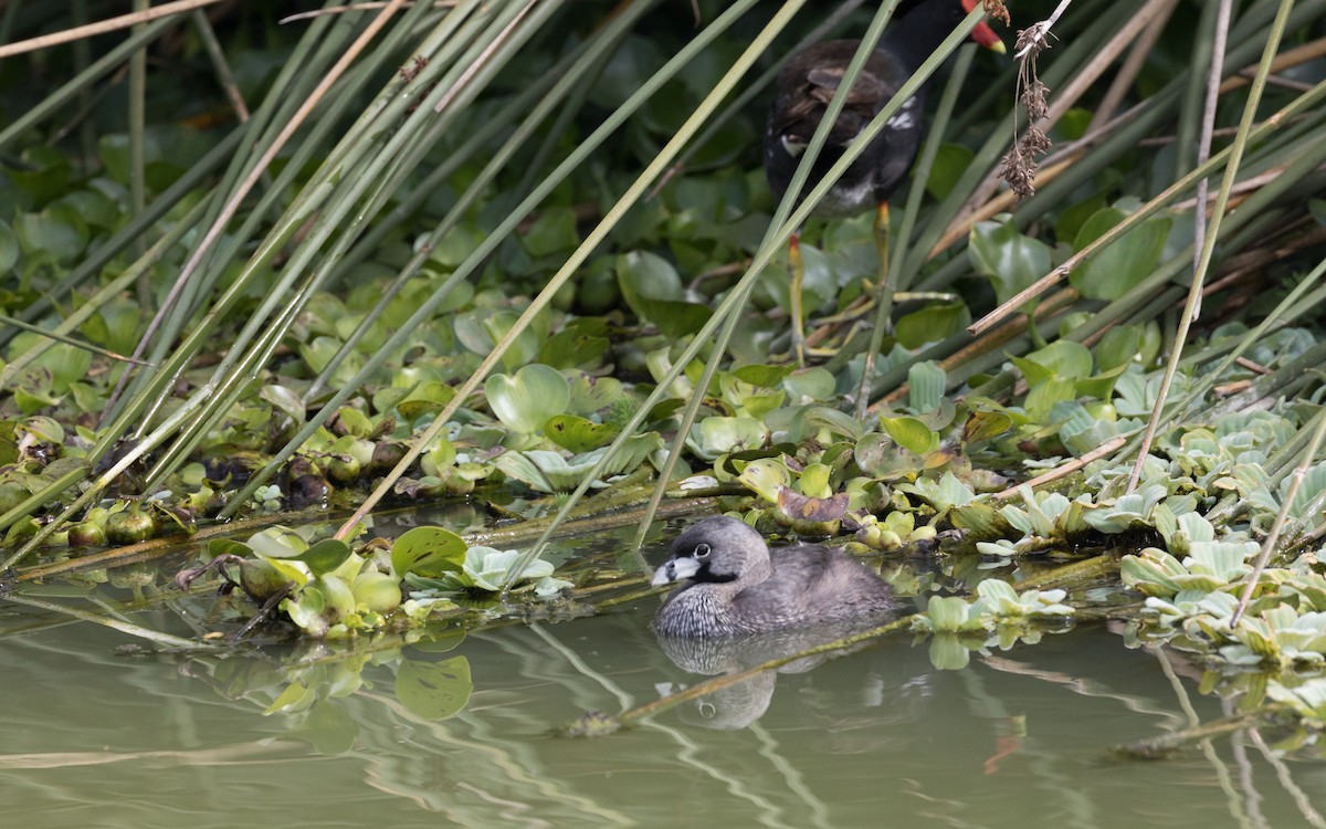 Pied-billed Grebe - ML507437471