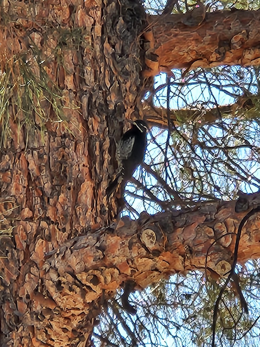 Williamson's Sapsucker - ML507437991