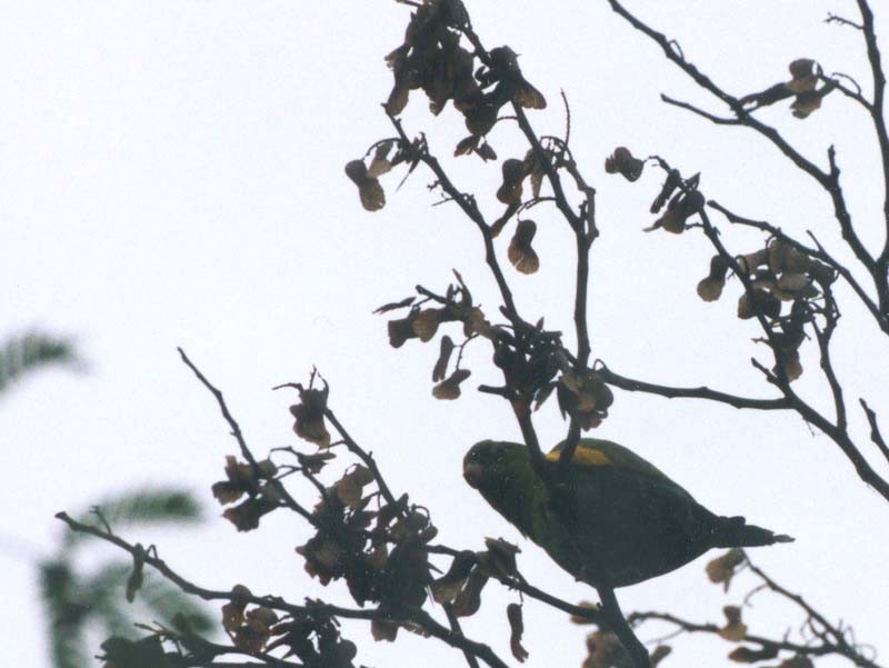 Yellow-chevroned Parakeet - ML507438211