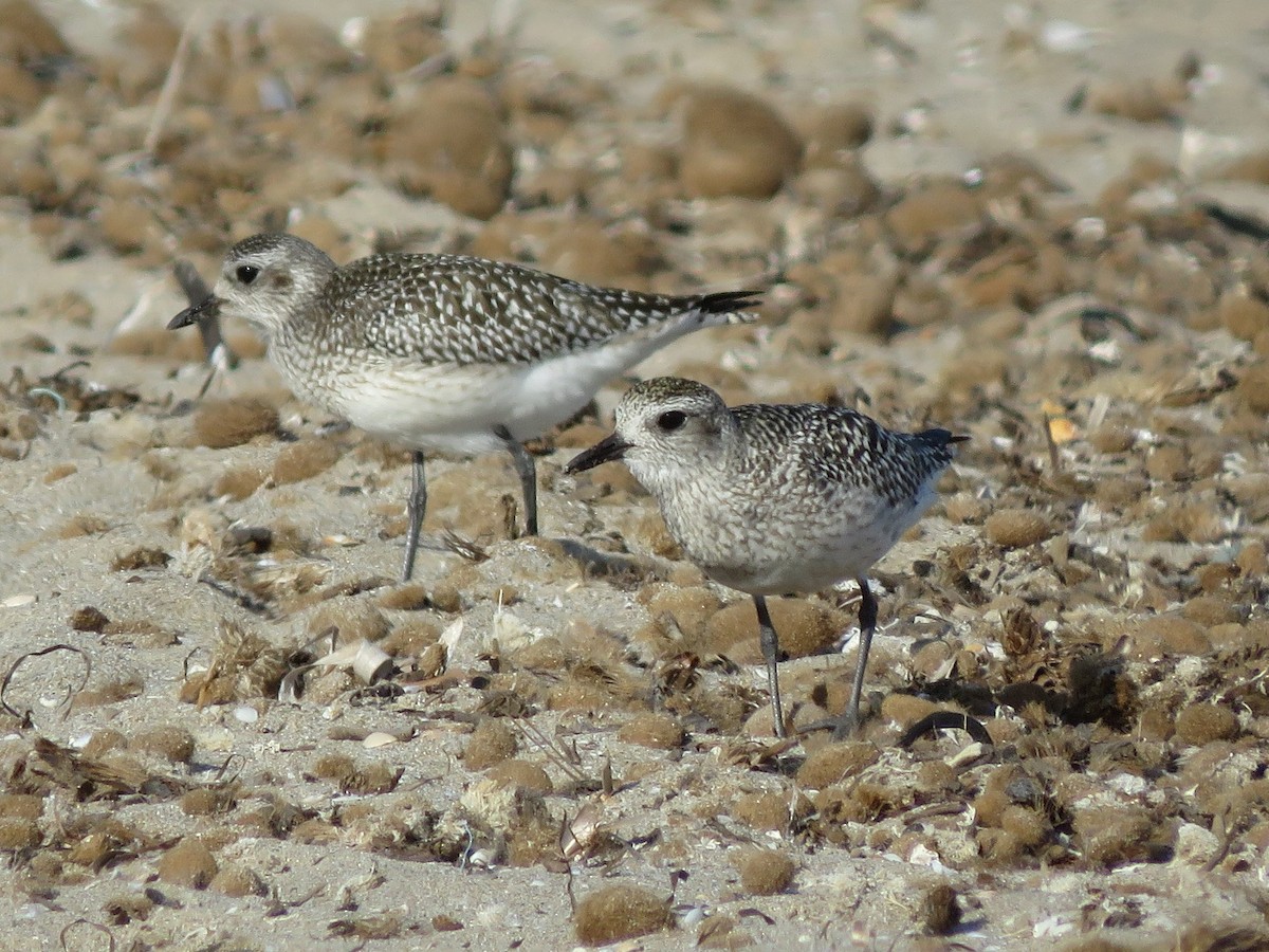 Black-bellied Plover - ML507438631