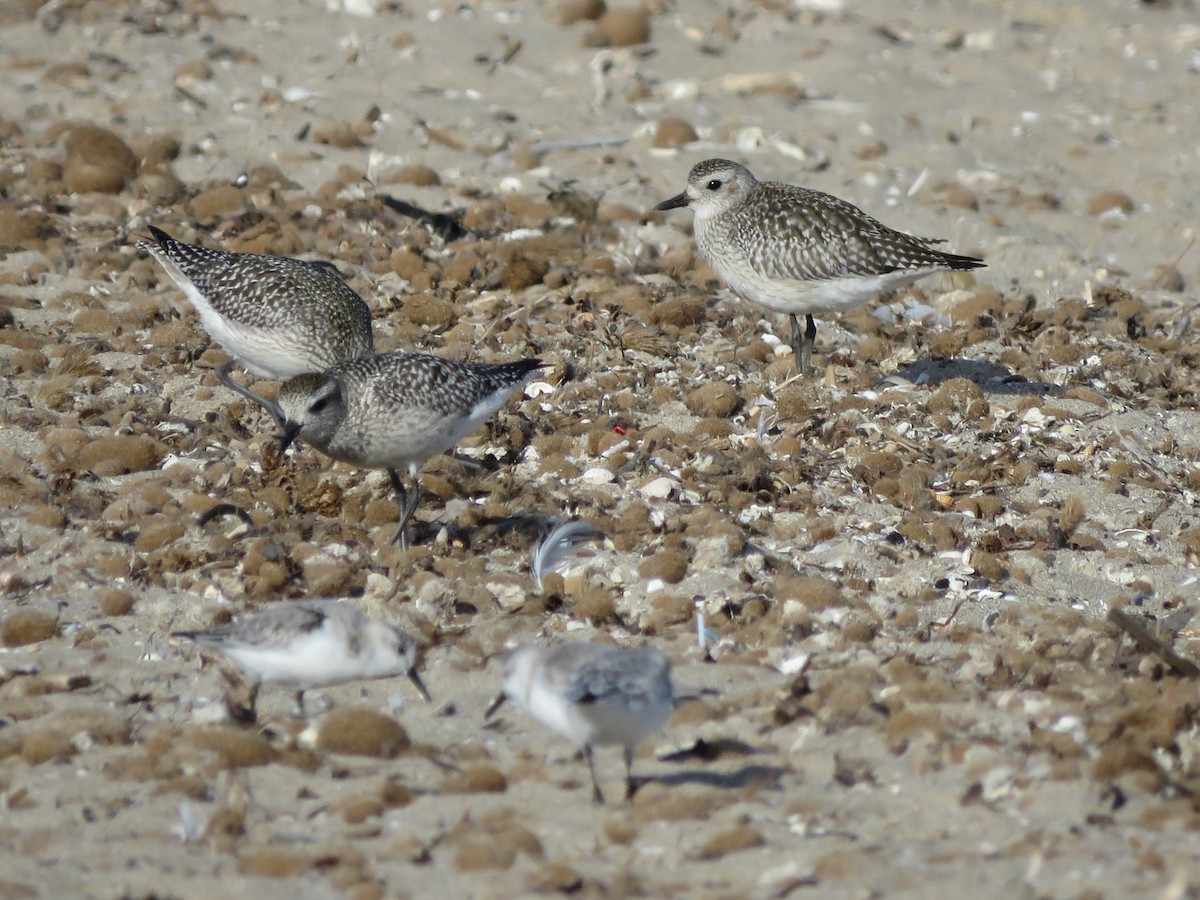 Black-bellied Plover - ML507438641