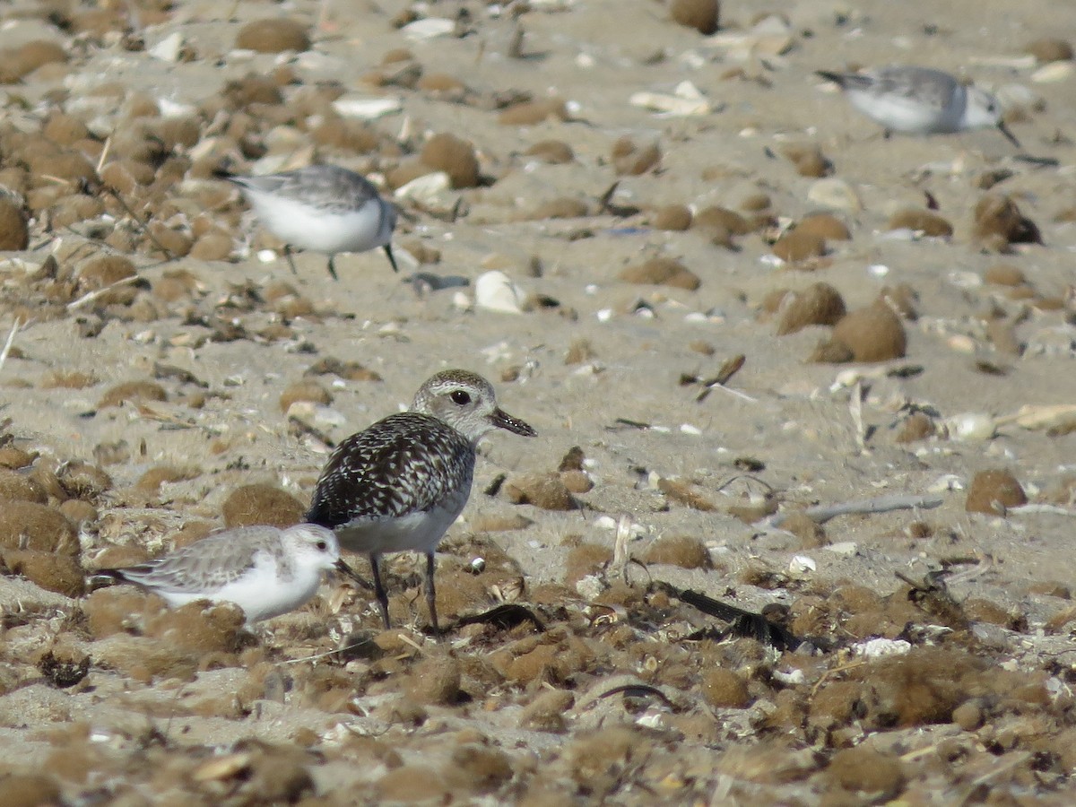 Black-bellied Plover - ML507438651