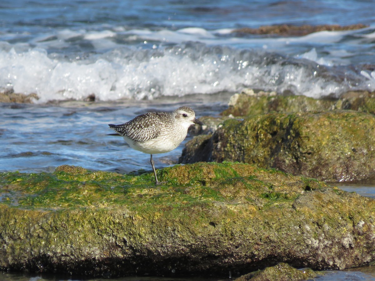 Black-bellied Plover - ML507438661