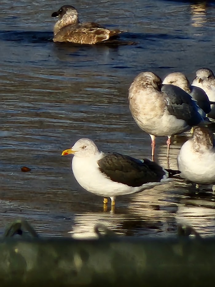 Lesser Black-backed Gull - ML507439411