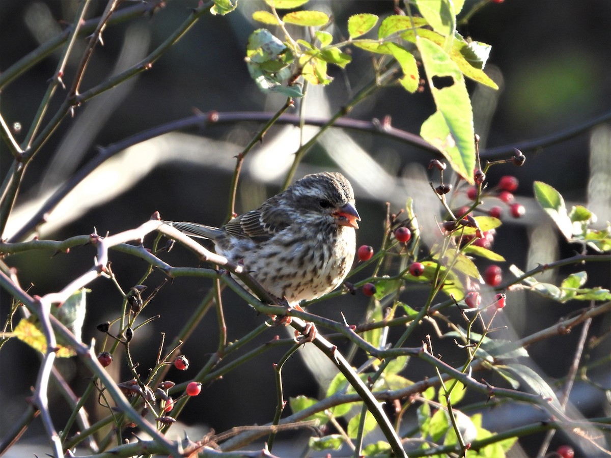 Purple Finch - ML507440951