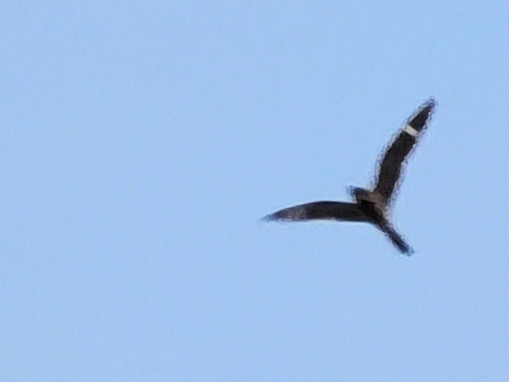 Common Nighthawk - ML507442301