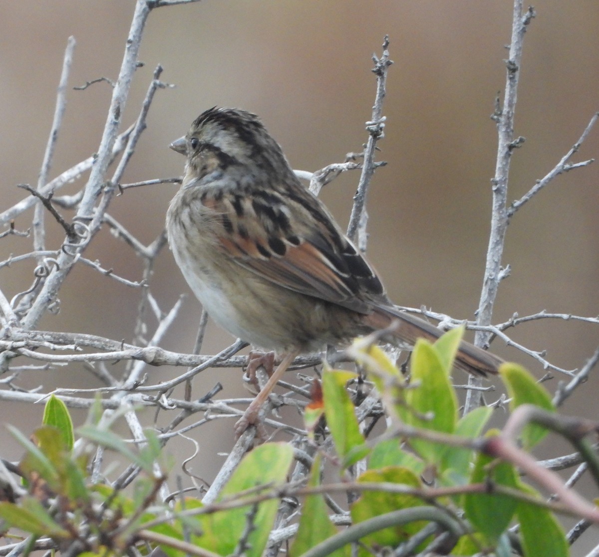 Swamp Sparrow - ML507443191