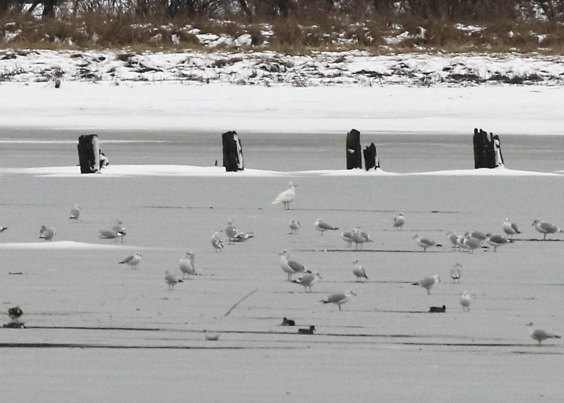Glaucous Gull - ML507443941