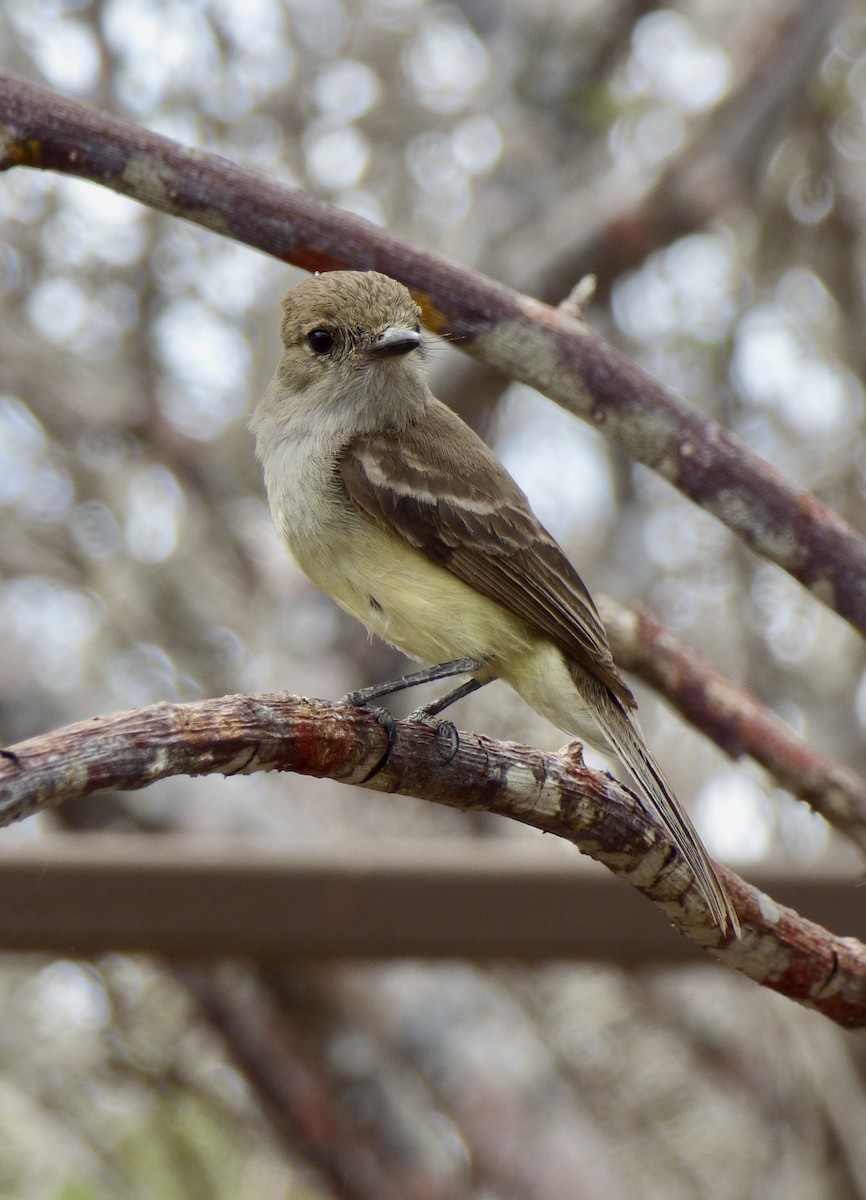 Galapagos Flycatcher - Howie Nielsen