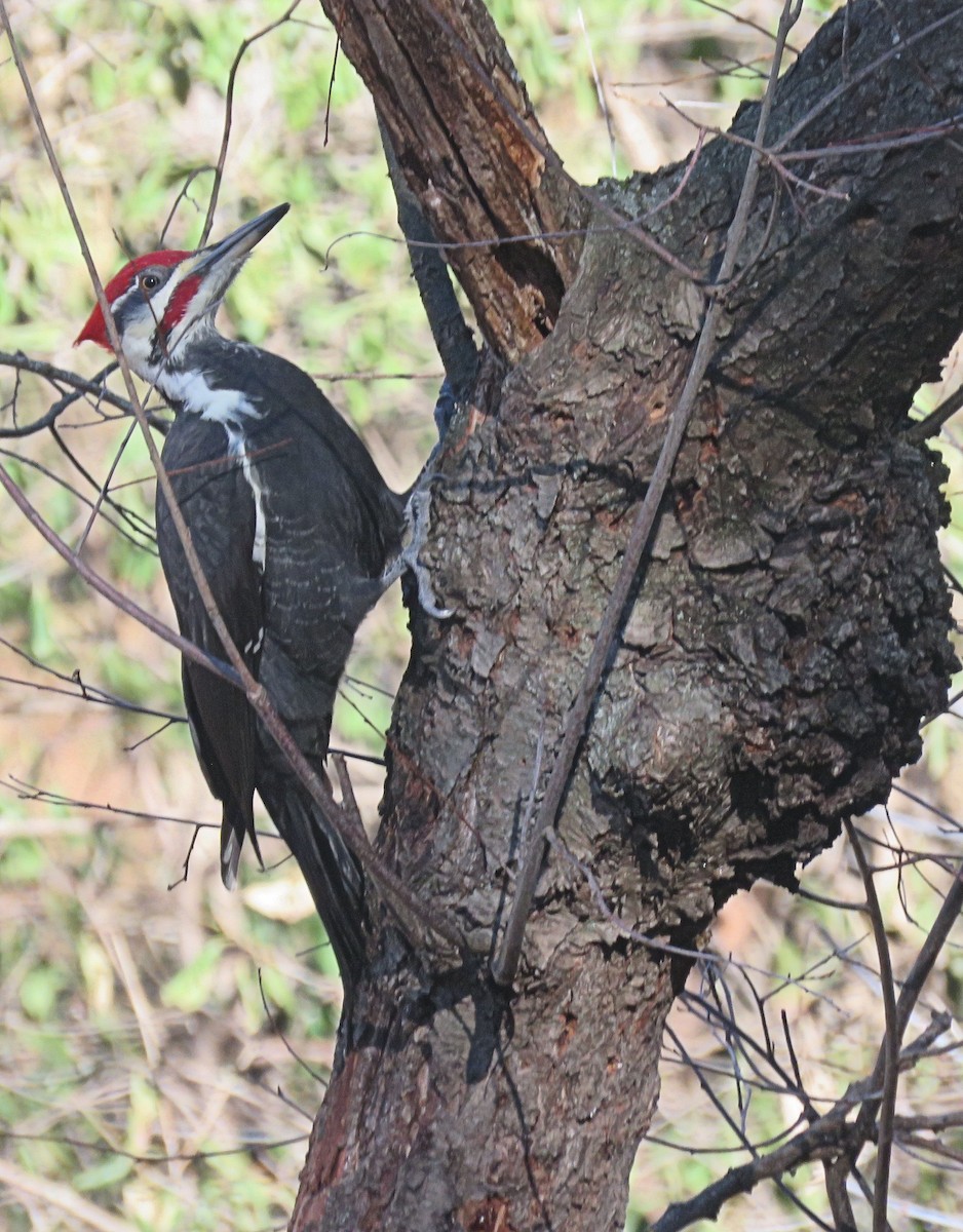 Pileated Woodpecker - Anne Moretti