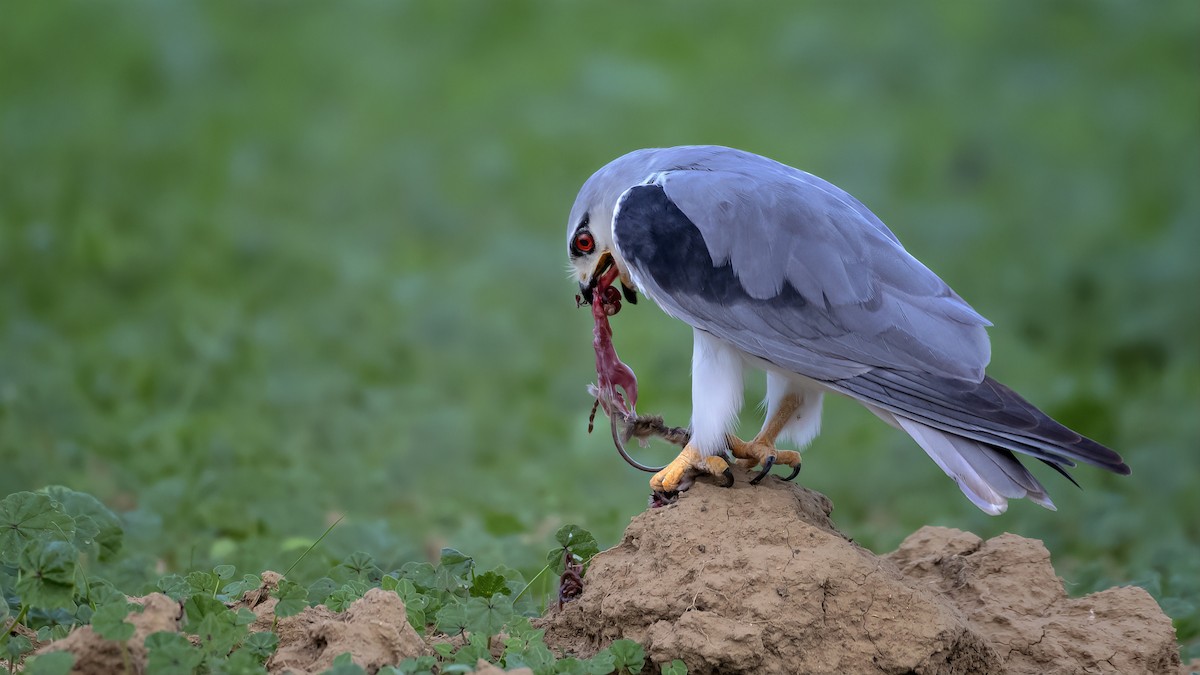 Black-winged Kite - ML507444651