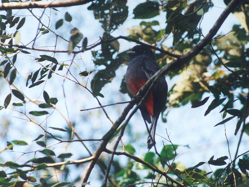 Trogon surucua - ML507444661