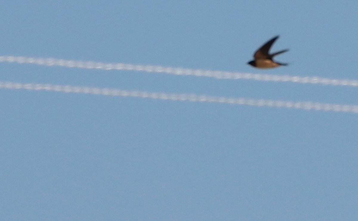 Barn Swallow (American) - Rob Bielawski