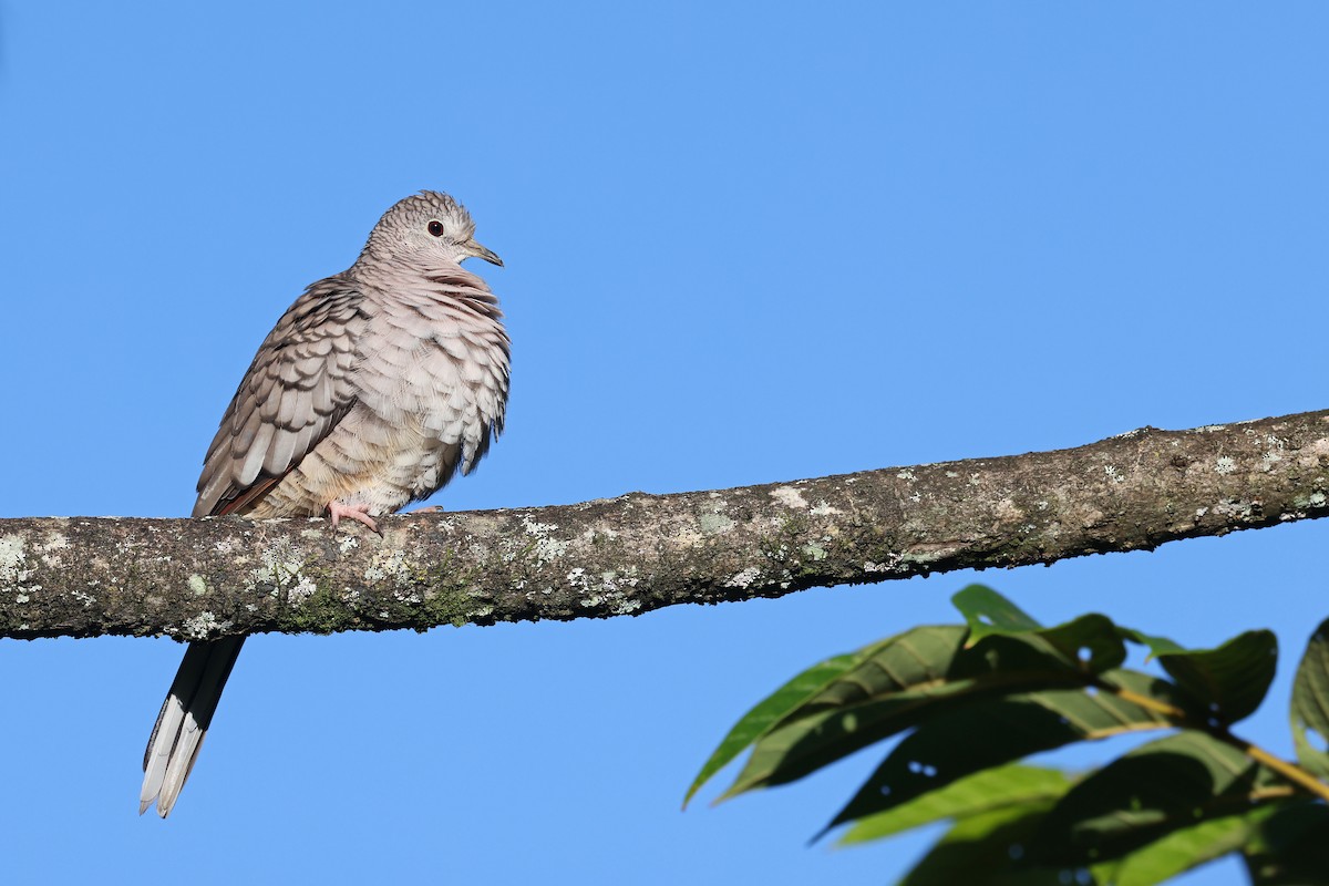 Inca Dove - ML507444981