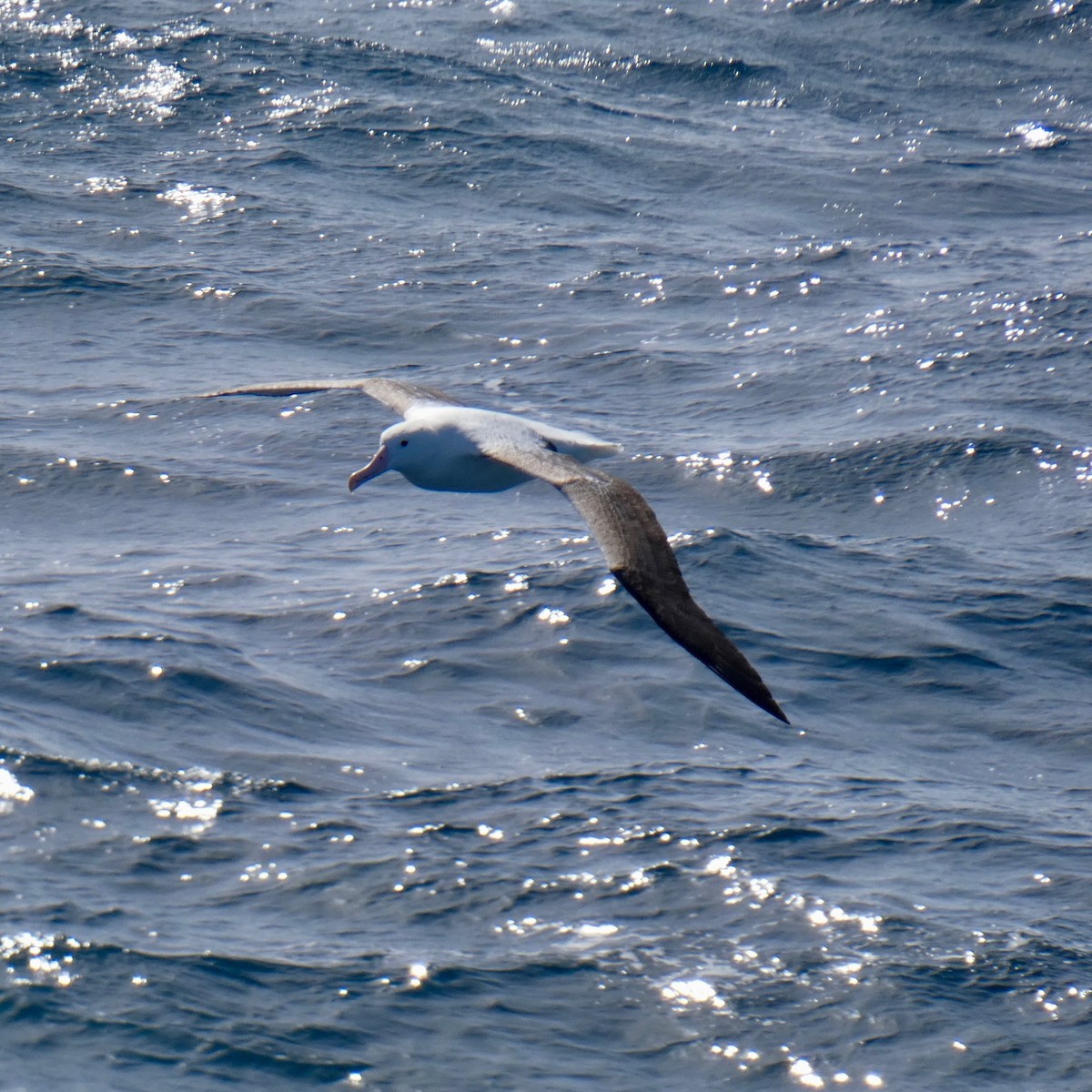 Albatros Real del Norte/del Sur - ML507445151