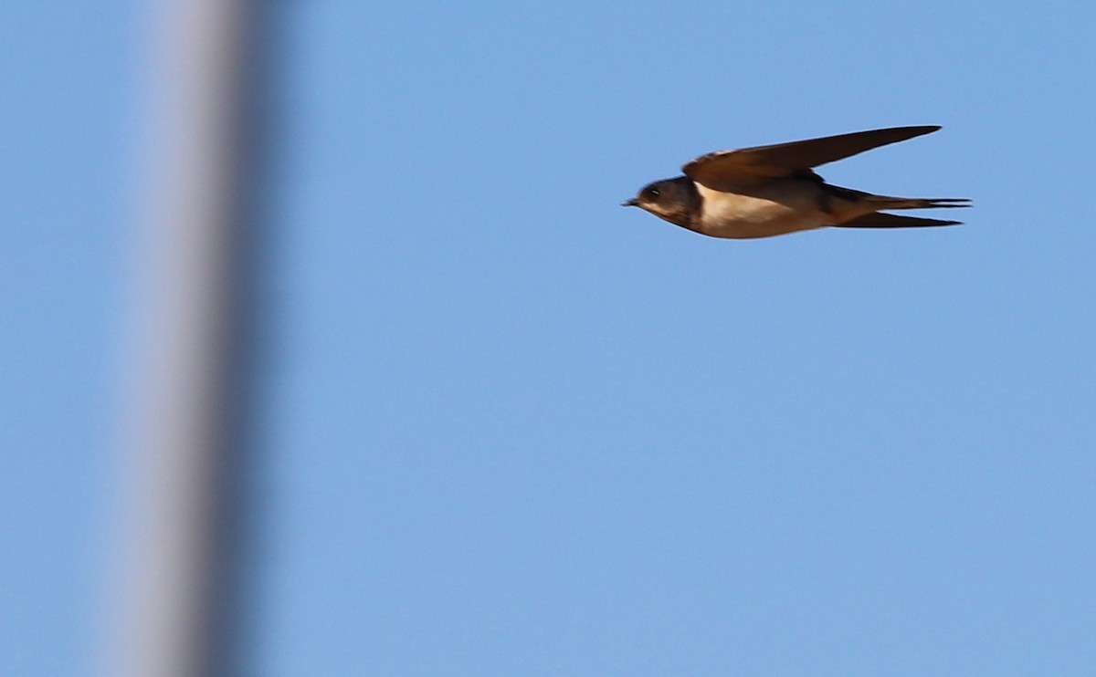 Barn Swallow (American) - Rob Bielawski