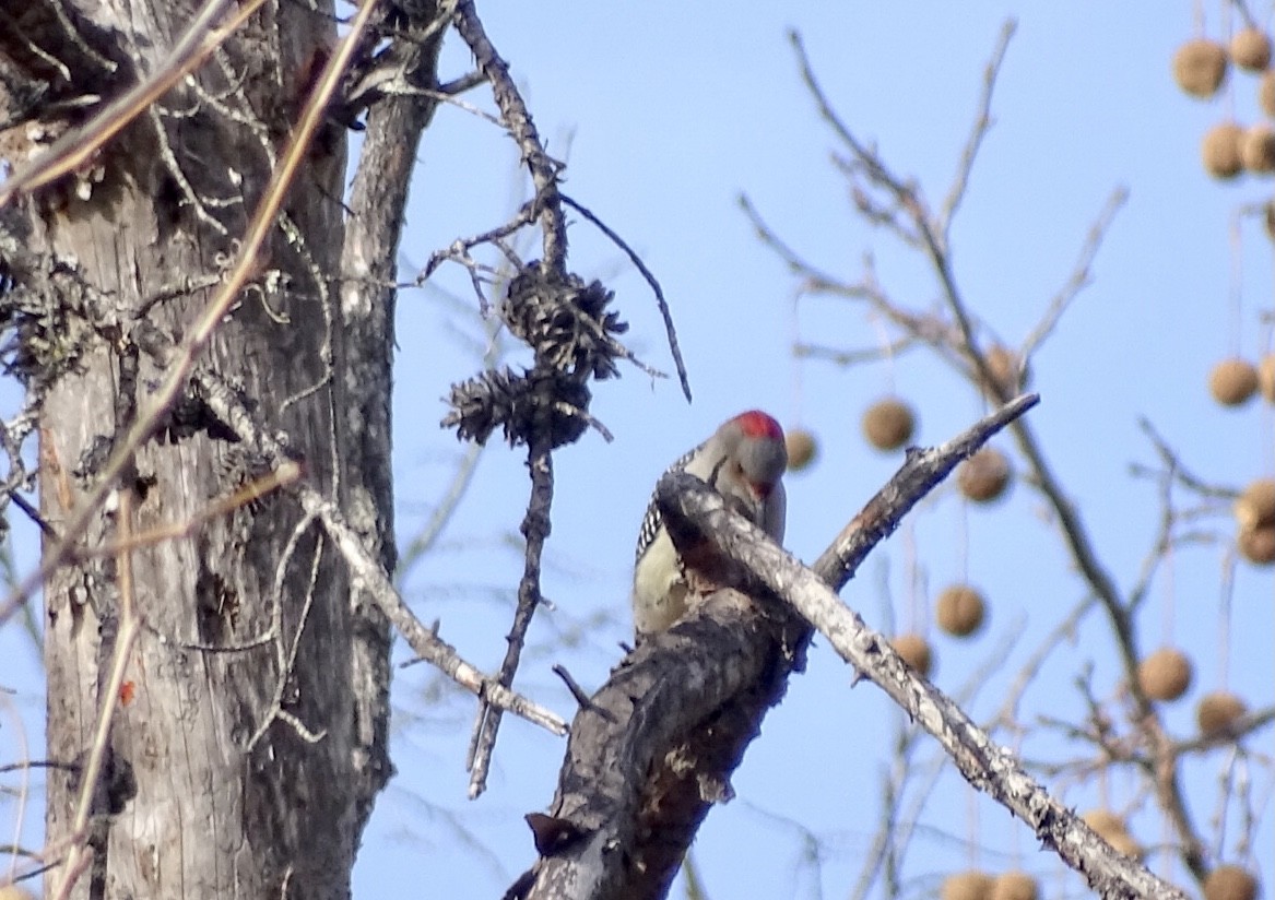 Red-bellied Woodpecker - ML507447391