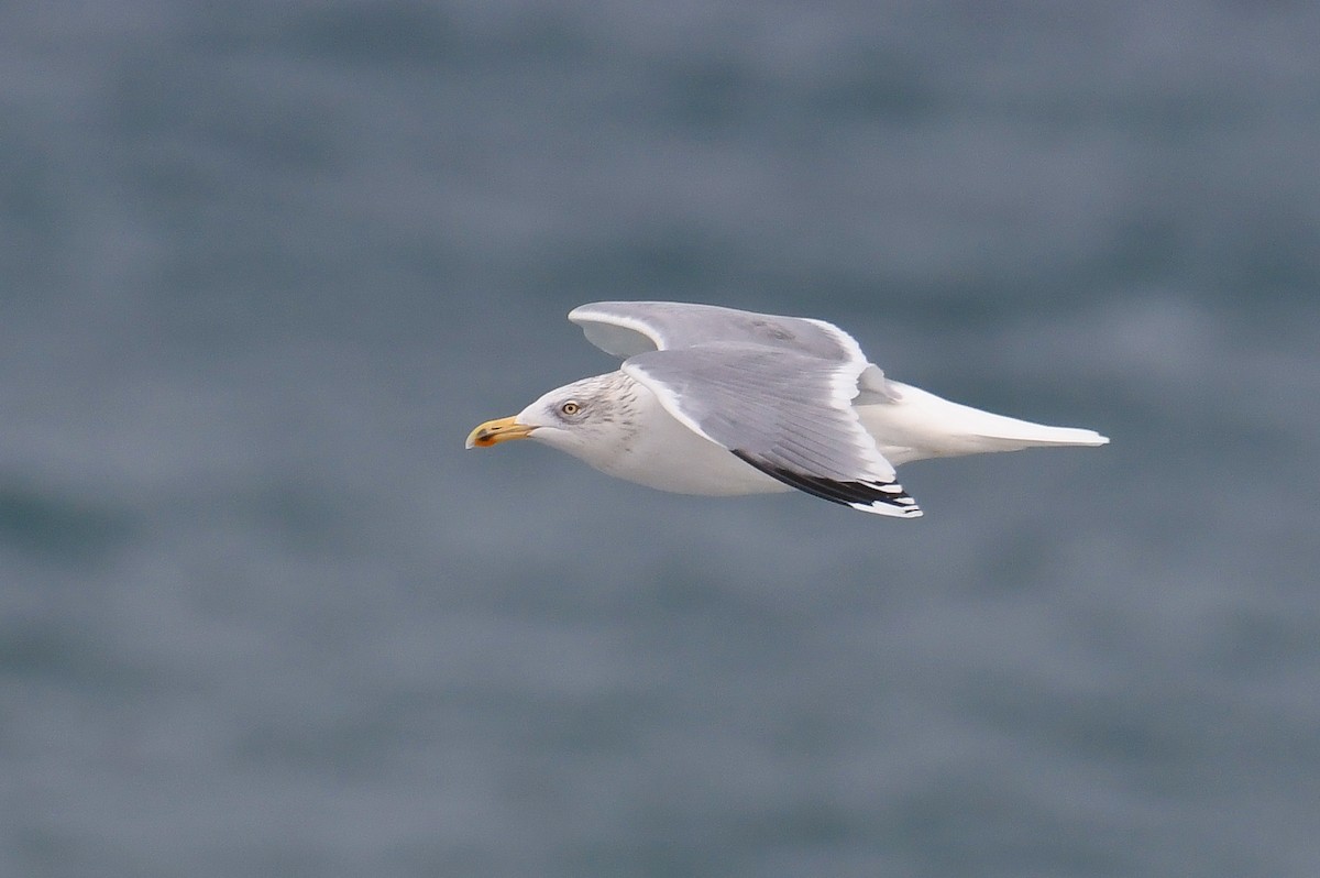 European Herring Gull - Çağan Abbasoğlu