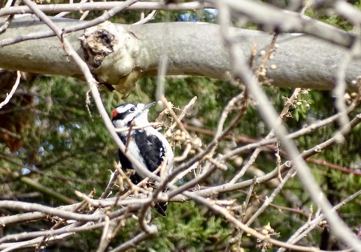 Downy Woodpecker - ML507447541