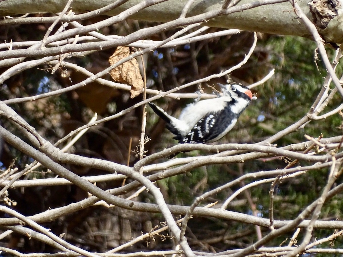 Downy Woodpecker - ML507447561