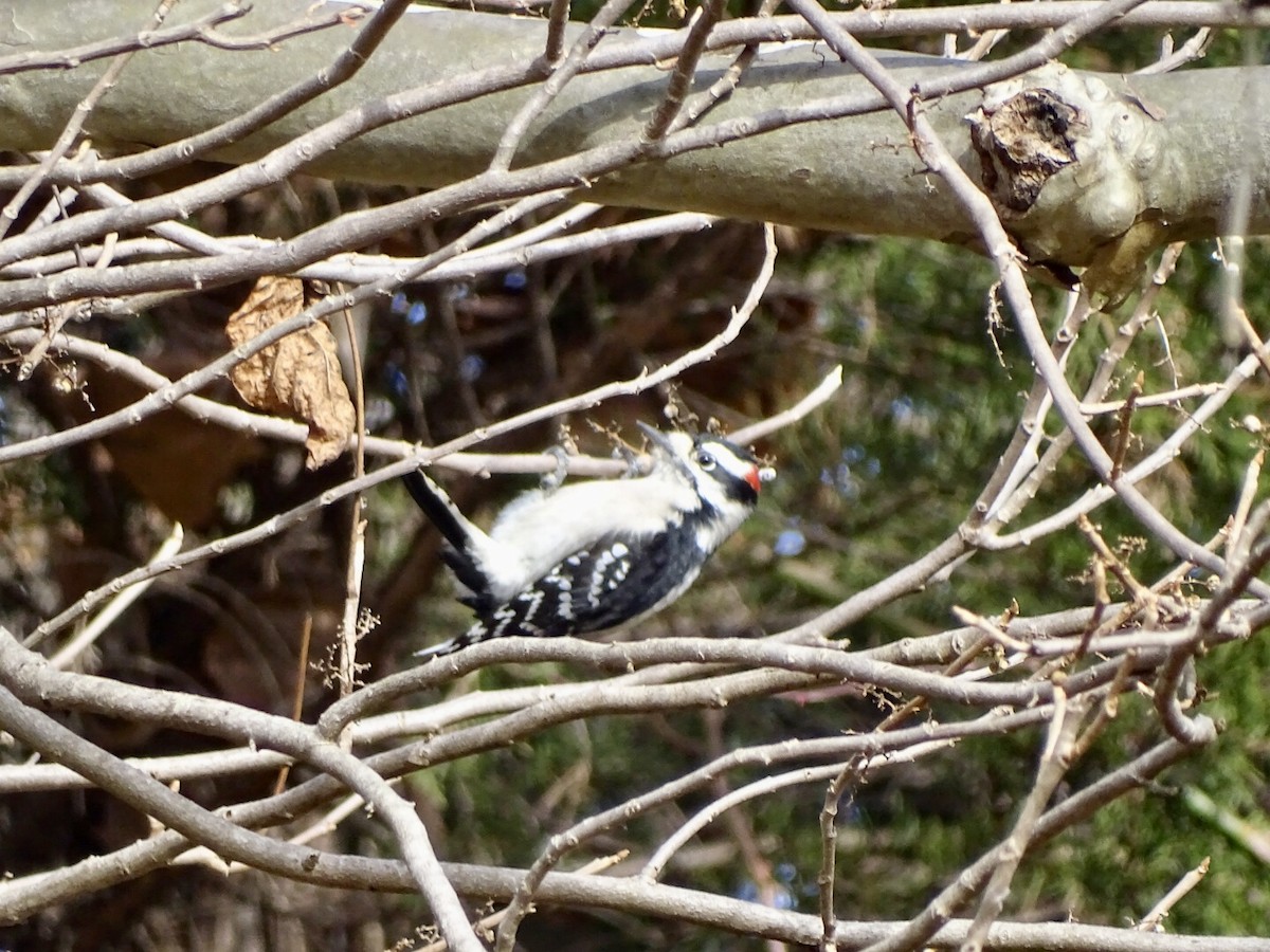 Downy Woodpecker - ML507447571