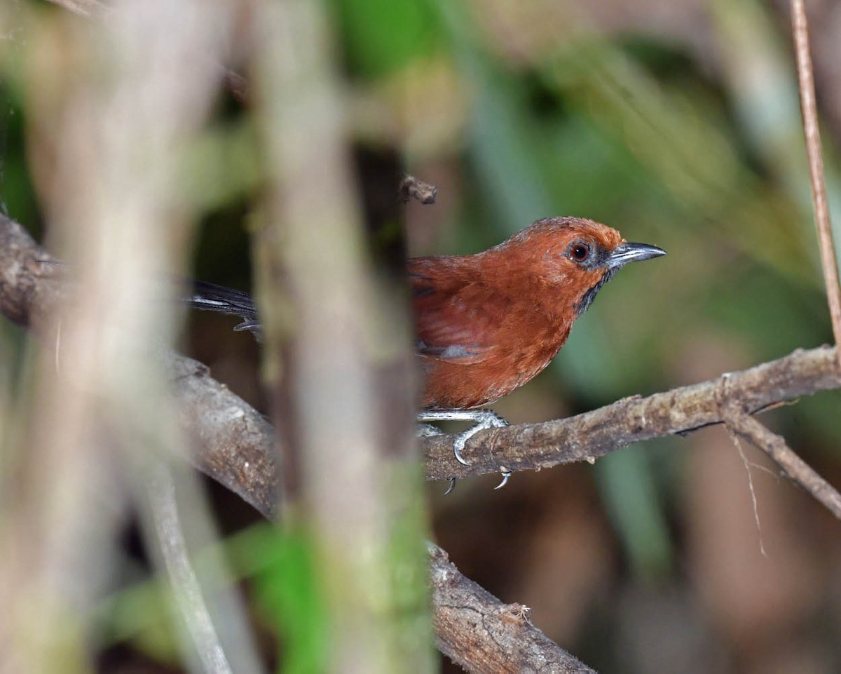 Ruddy Spinetail - Tini & Jacob Wijpkema