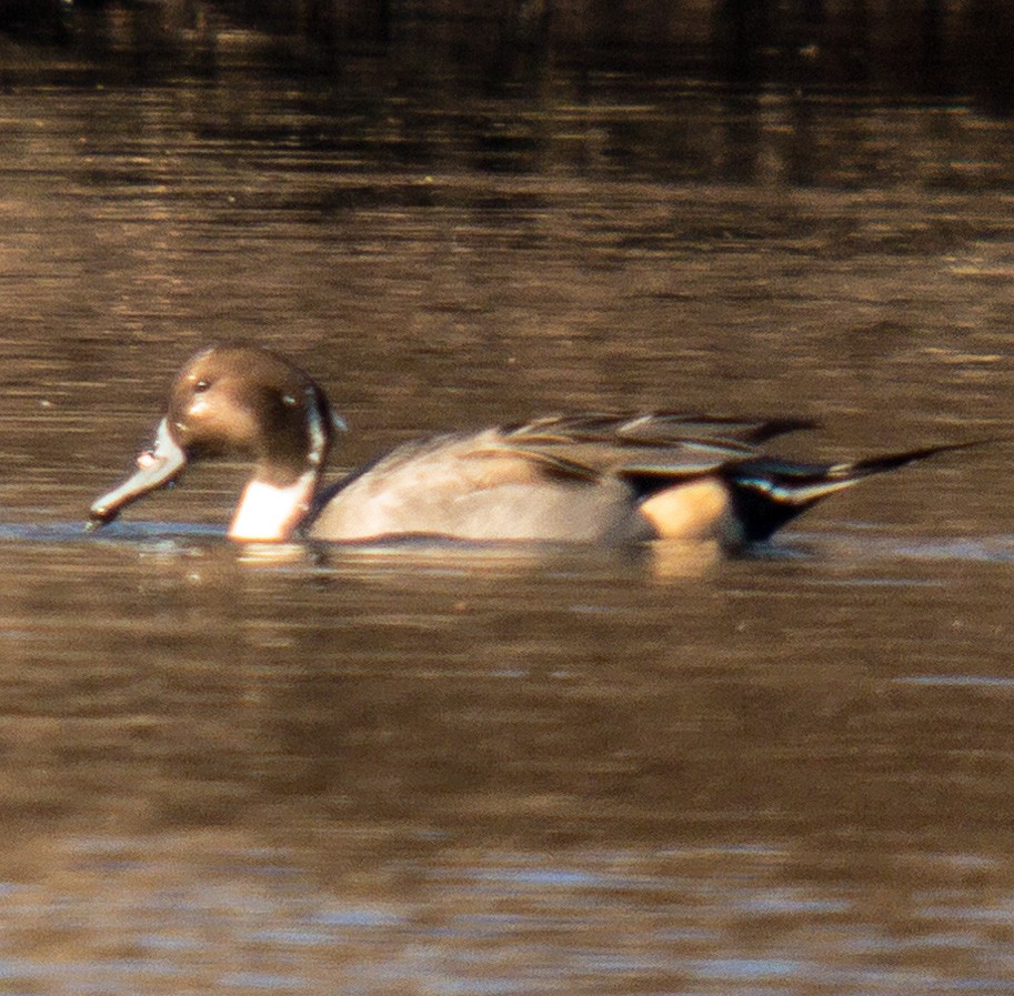 Northern Pintail - ML507449021
