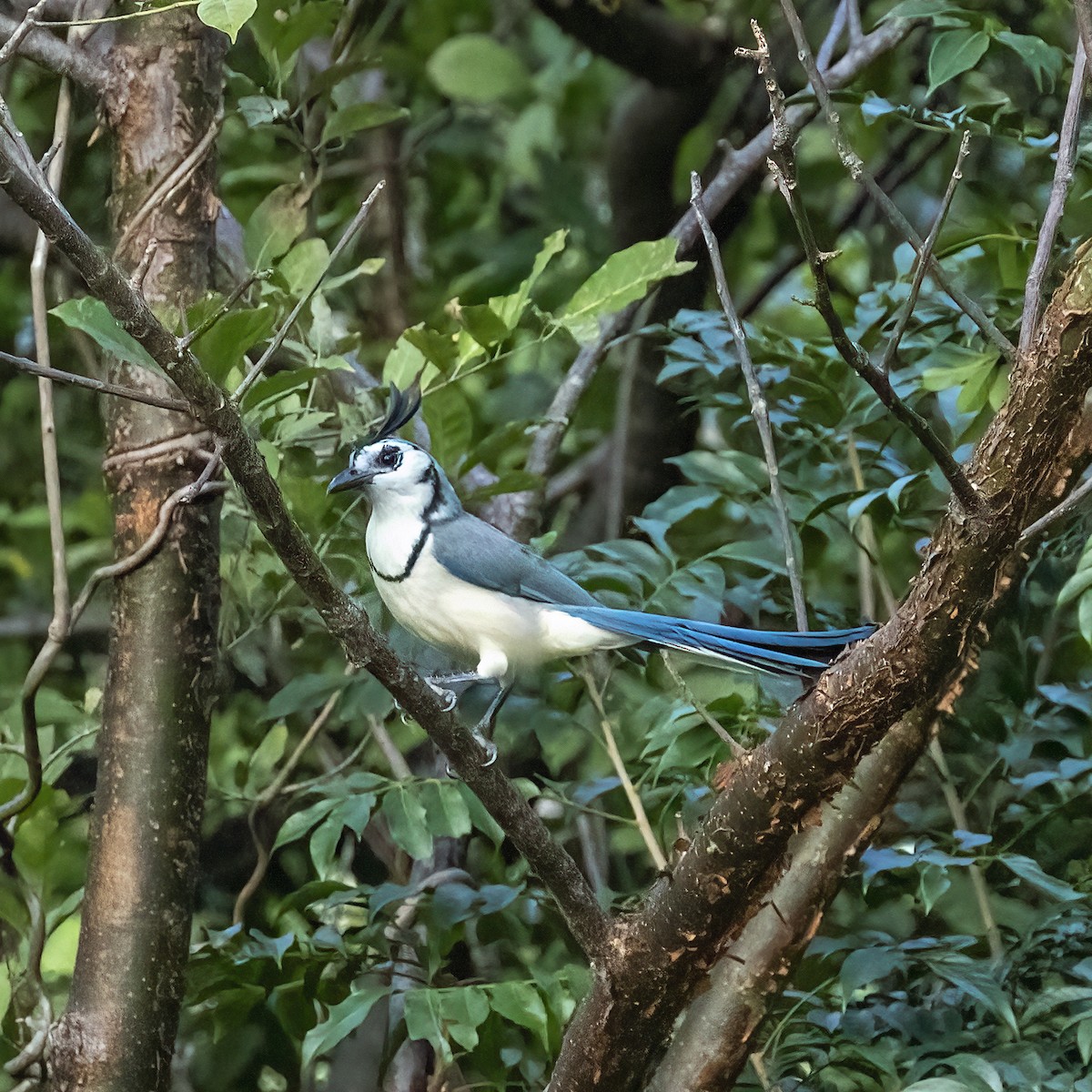 Geai à face blanche - ML507449221