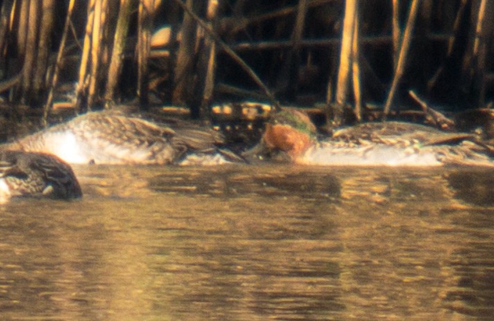 Green-winged Teal - ML507449651