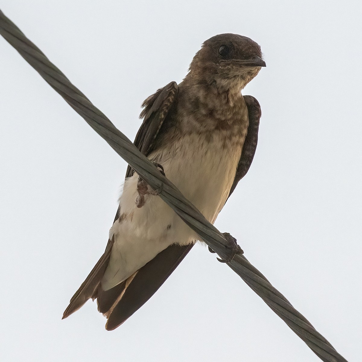 Gray-breasted Martin - ML507450871