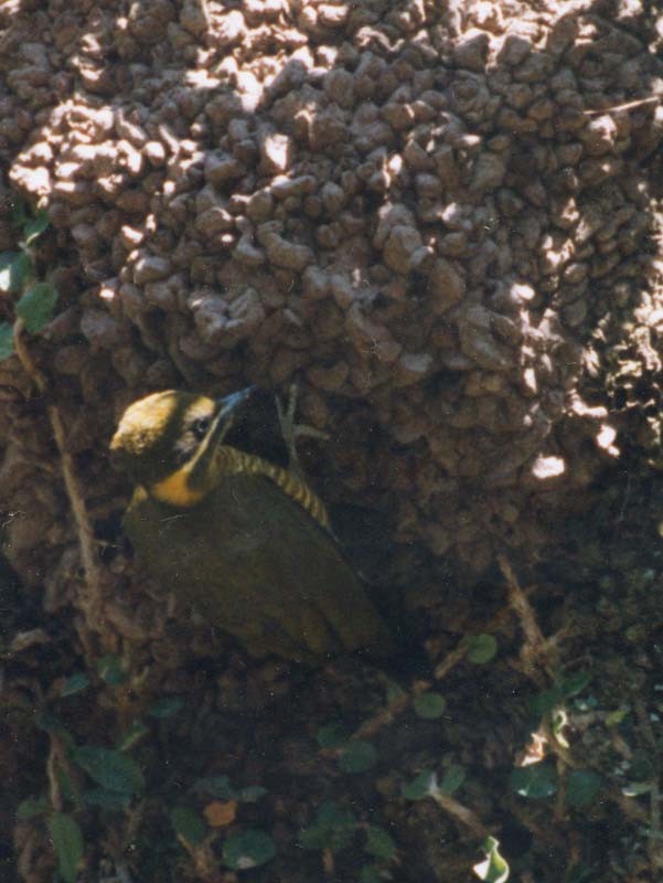 Golden-green Woodpecker - Federico Schulz