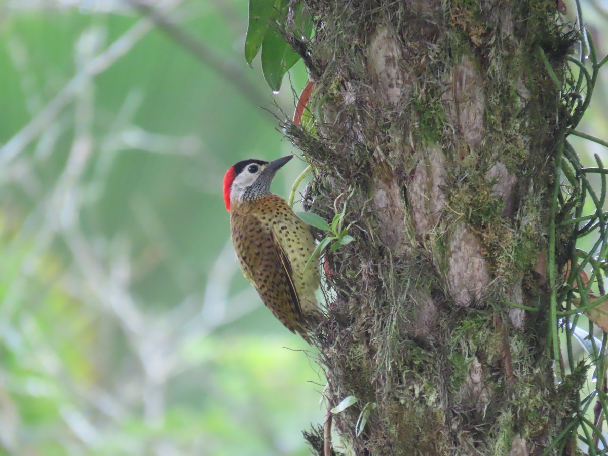 Spot-breasted Woodpecker - Alan Shapiro