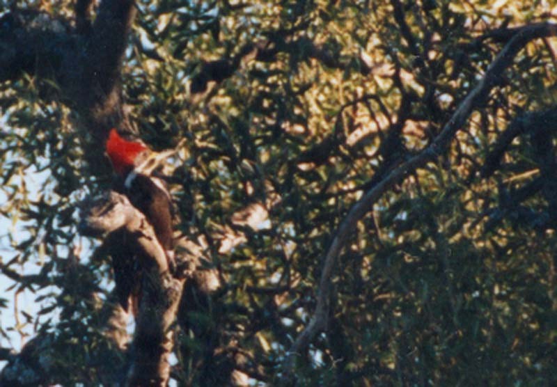 Black-bodied Woodpecker - ML507451911